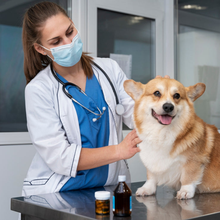 PET HEALTH & WELLNESS