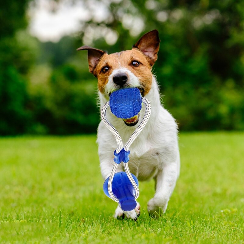 PET TOYS & ENTERTAINMENT